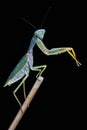 Giant Malaysian shield praying mantis Rhombodera Basalis resting on a tree Royalty Free Stock Photo