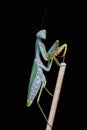 Giant Malaysian shield praying mantis Rhombodera Basalis resting on a tree Royalty Free Stock Photo