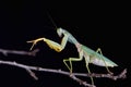 Giant Malaysian shield praying mantis Rhombodera Basalis resting on a tree Royalty Free Stock Photo