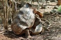 Giant male tortoise mating with a female Royalty Free Stock Photo