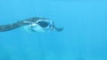 Giant Manta Ray near Surface with Lightray Reflection on Body