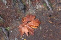 Giant Maple Leaves at Qualicum Beach Royalty Free Stock Photo