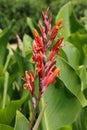 Giant marabou canna flower Royalty Free Stock Photo