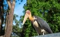 Giant marabou stork bird with long bill and bald head. African bird in zoo. Long legs and beak bird