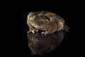 Giant marine cane toad isolated on  white background Royalty Free Stock Photo