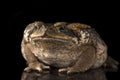 Giant marine cane toad isolated on  white background Royalty Free Stock Photo