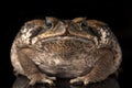 Giant marine cane toad isolated on  white background Royalty Free Stock Photo