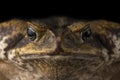 Giant marine cane toad isolated on  white background Royalty Free Stock Photo