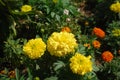 Giant Mexican marigold Flowers with African Marigold in the background