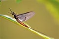 Giant Michigan Mayfly 44539