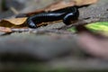 Giant milipede curled in semi-circle on ground Royalty Free Stock Photo