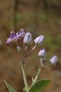 Giant milkweed