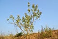 Giant Milkweed flowers