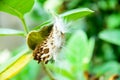 Giant Milkweed seed