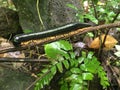 Giant Millipede in the Rainforest of Sri Lanka