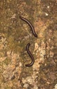 Giant Millipedes on The Tree