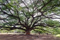 Giant mimosa rain tree (Travelling place) in Kanchanaburi provin Royalty Free Stock Photo