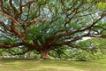 Giant Mimosa trees