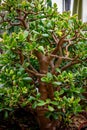 Giant Money tree plant in garden. Crassula Arborescens