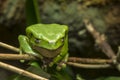 Giant monkey frog