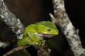 Giant Monkey Frog or Giant Waxy Frog, phyllomedusa bicolor, Adult standing on Branch