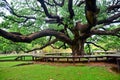 giant monkey pod tree or giant rain tree, Ko Samrong, Kanchanaburi, Thailand