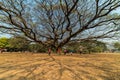 Giant Monkey Pod tree