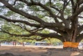 Giant Monkey Pod Tree
