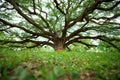 Giant Monkeypod Tree Royalty Free Stock Photo