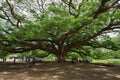 Giant Monky Pod Tree with people visited