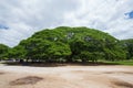 Giant Monky Pod Tree with people visited