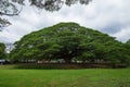 Giant Monky Pod Tree with people visited