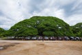 Giant Monky Pod Tree with people visited