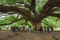 Giant Monky Pod Tree with people visited