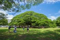 Giant Monky Pod Tree with people visited
