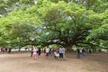 Giant Monky Pod Tree with people visited