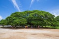 Giant Monky Pod Tree with people visited