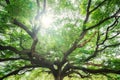 Giant Monky Pod Tree or Rain Tree with spread the branches shady and sunlight shine growing in public park