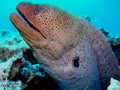 Giant moray