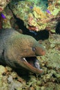 Giant Moray