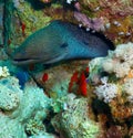 Giant moray Royalty Free Stock Photo