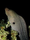 Giant moray Royalty Free Stock Photo