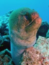 Giant Moray