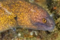 Giant Moray with Cleaner Shrimp, Lembeh, North Sulawesi, Indonesia