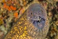 Giant Moray with Cleaner Shrimp, North Sulawesi, Indonesia