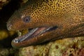 giant moray with cleaning shrimp