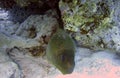 Giant moray eel Royalty Free Stock Photo