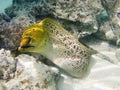 Giant moray eel Royalty Free Stock Photo
