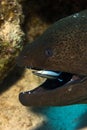Giant moray eel and a Bluestreak cleaner wrasse Royalty Free Stock Photo