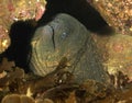 Giant Moray eel, Catalina Island, California Royalty Free Stock Photo